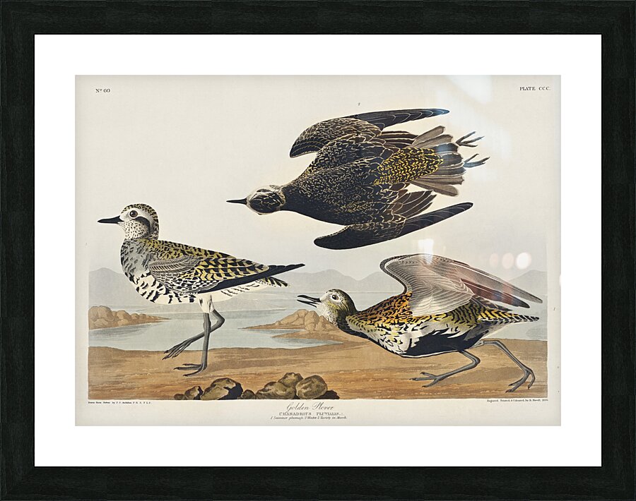 Golden Plover Picture Frame print
