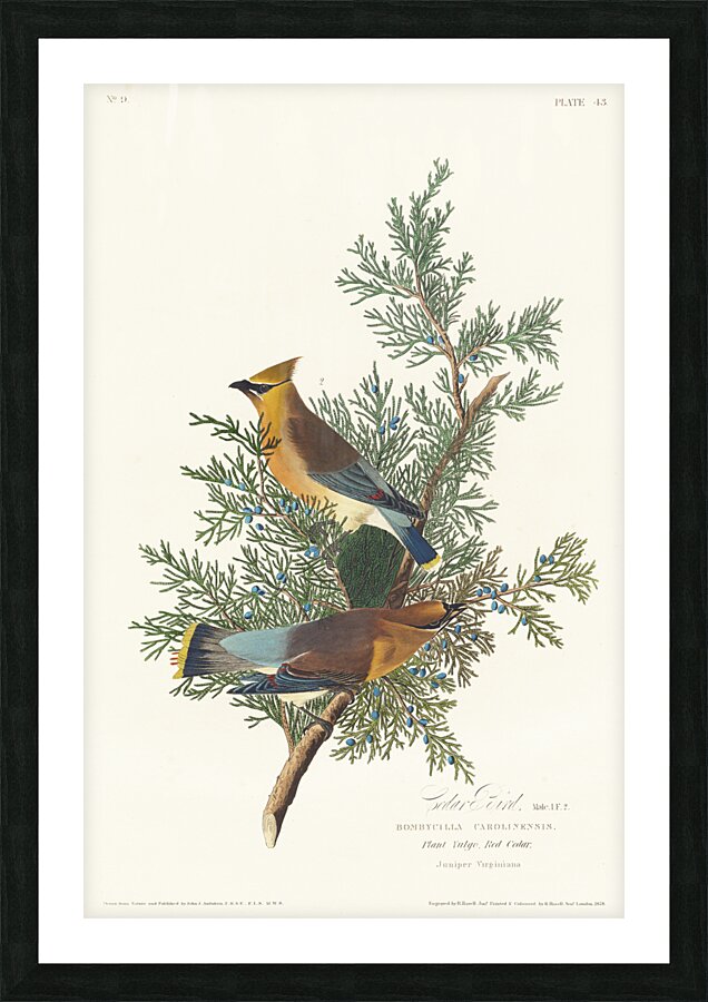 Cedar Bird Picture Frame print