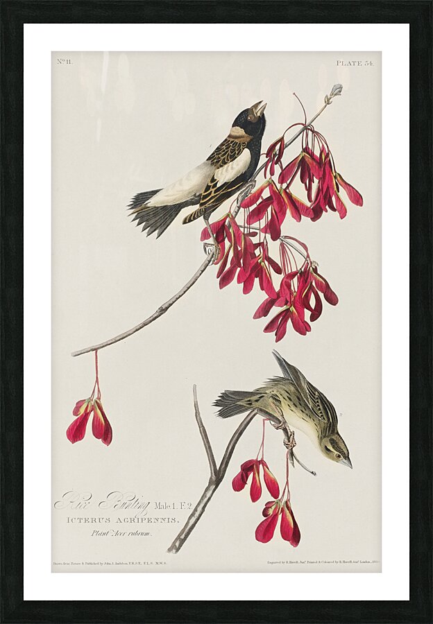 Rice Bird Picture Frame print