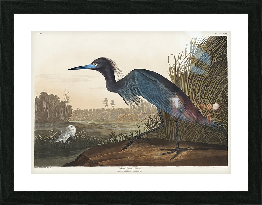 Blue Crane or Heron Picture Frame print
