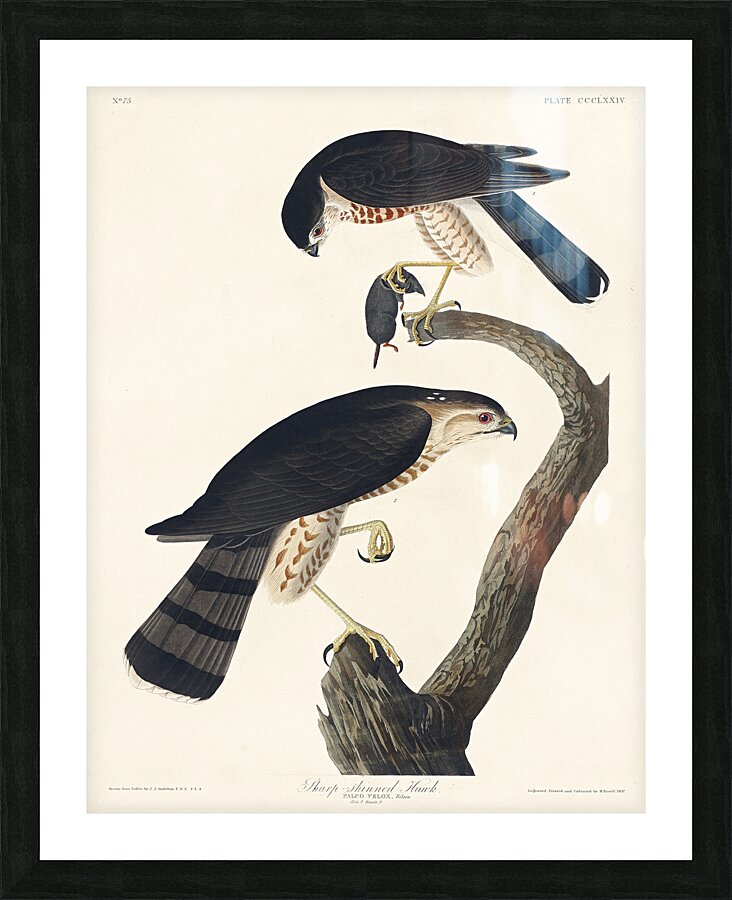 Sharp-shinned Hawk Picture Frame print