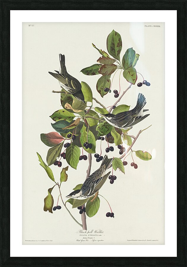 Black-poll Warbler Picture Frame print