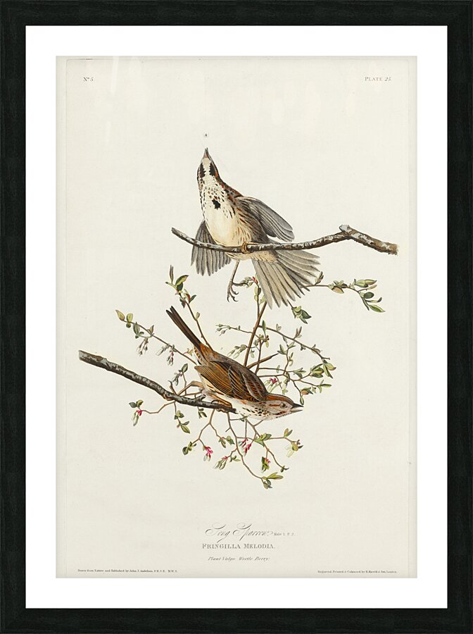 Song Sparrow Picture Frame print