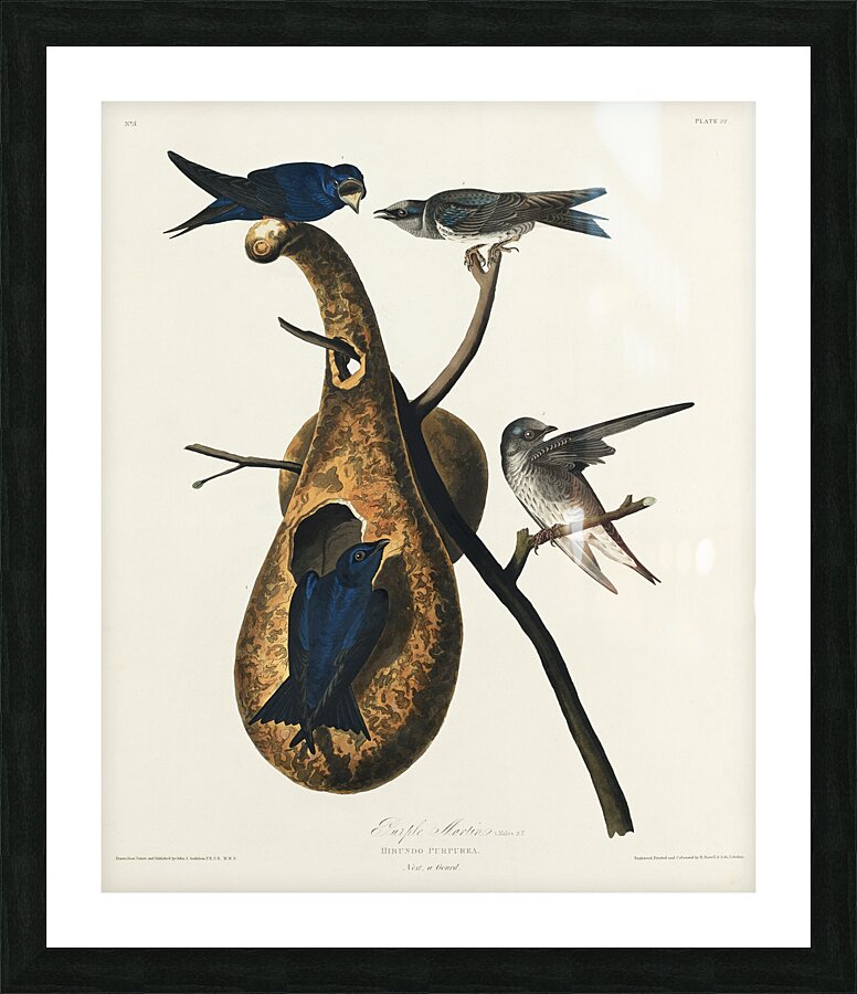 Purple Martin Picture Frame print
