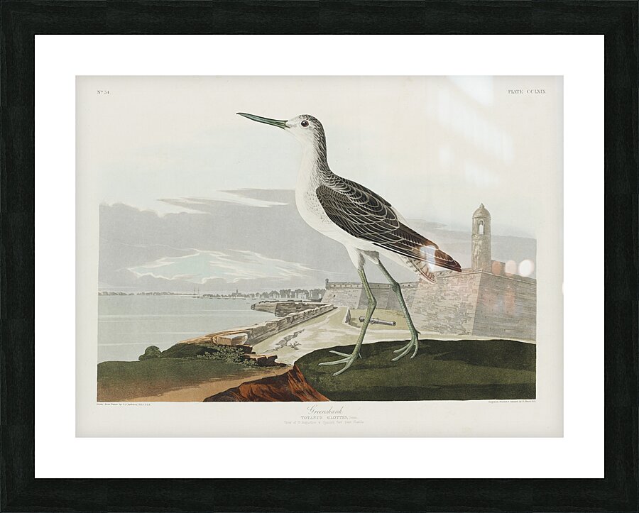 Greenshank Picture Frame print