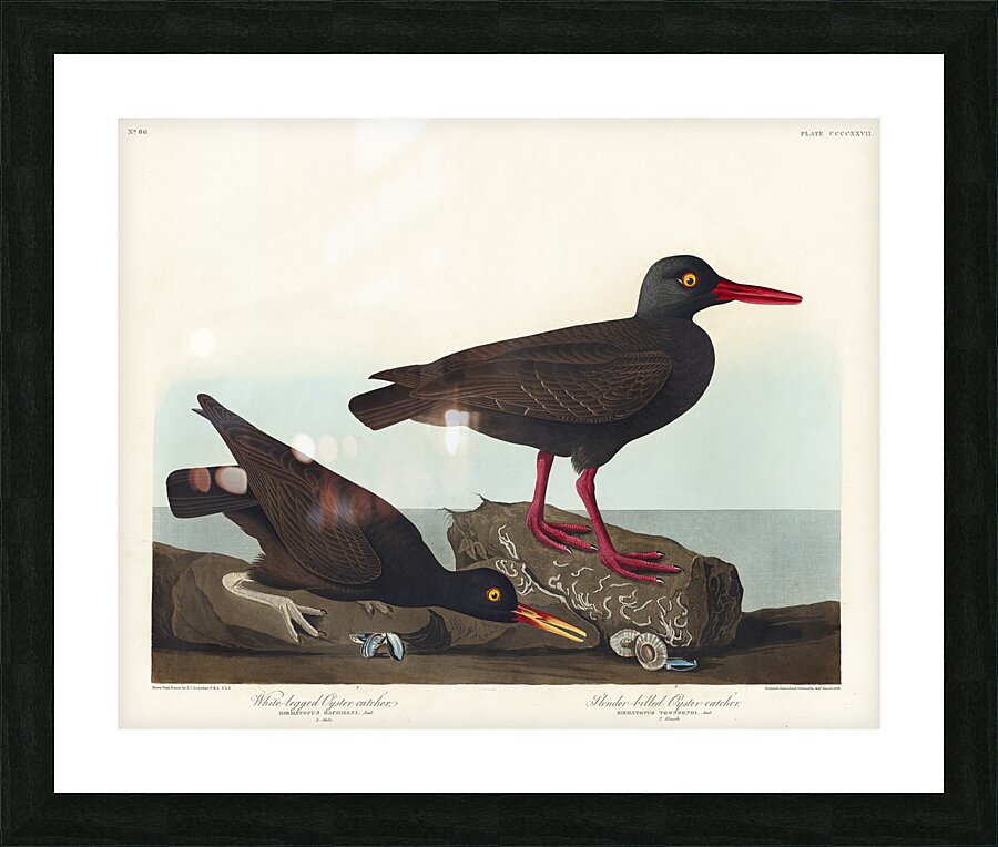 White-legged Oyster-catcher or Slender-billed Oyster-catcher Picture Frame print