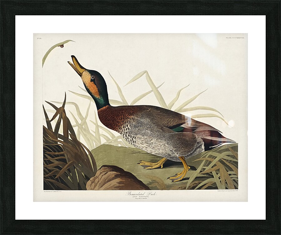 Bemaculated Duck Picture Frame print