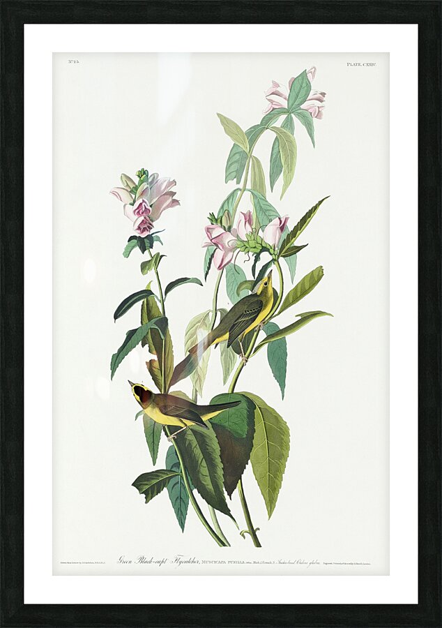 Green Black-Capt Flycatcher Picture Frame print