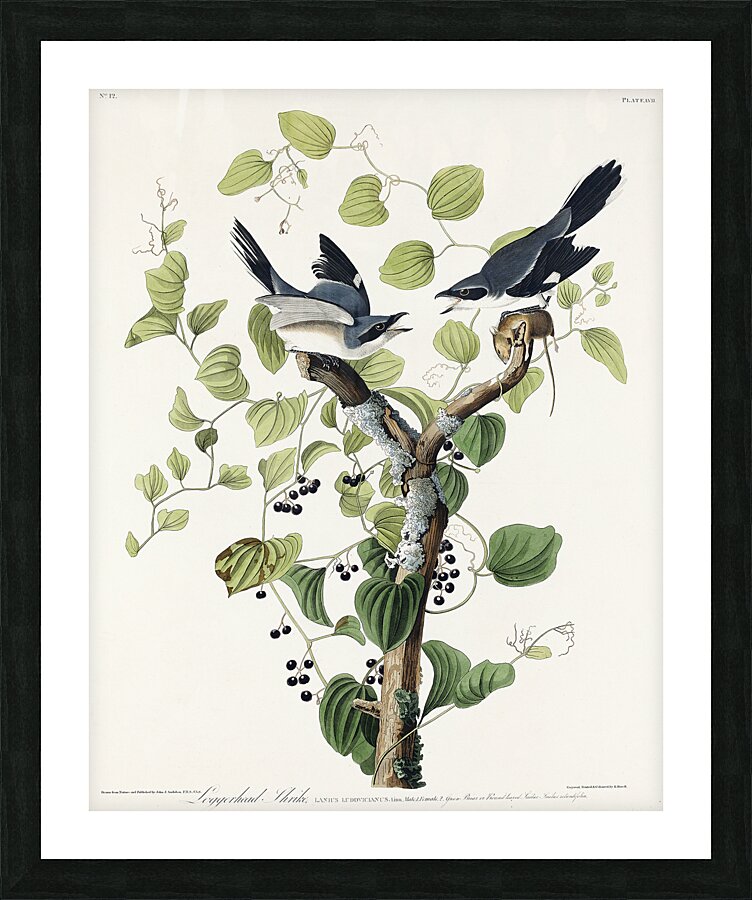 Loggerhead Shrike Picture Frame print