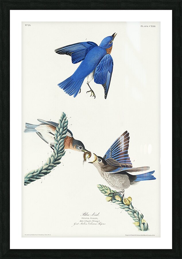 Blue-bird Picture Frame print