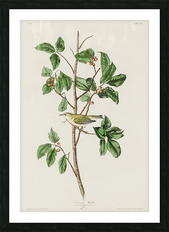 Tennessee Warbler Picture Frame print
