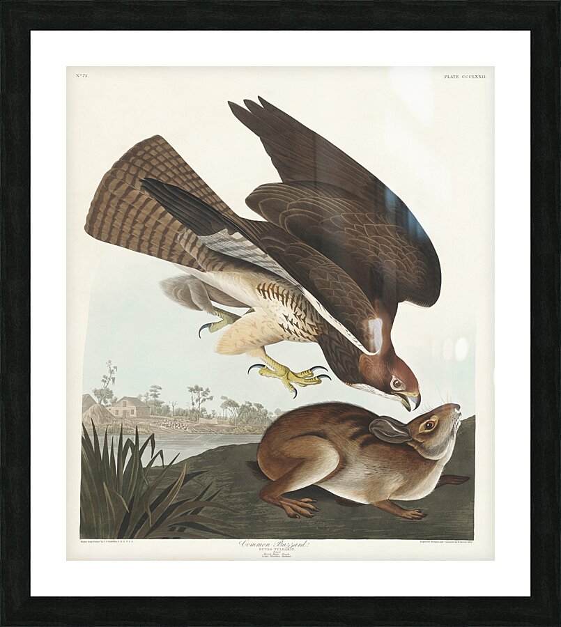 Common Buzzard Picture Frame print