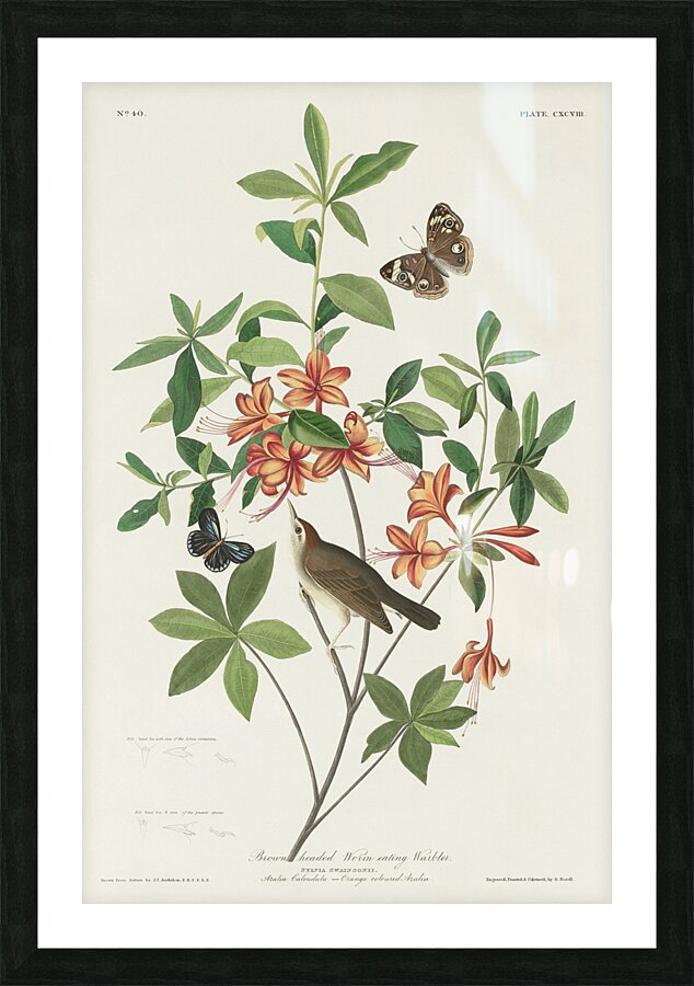 Brown headed Worm eating Warbler Picture Frame print
