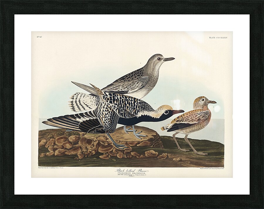 Black-bellied Plover Picture Frame print