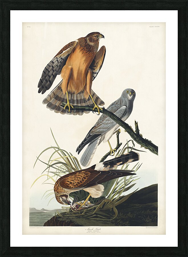 Marsh Hawk Picture Frame print