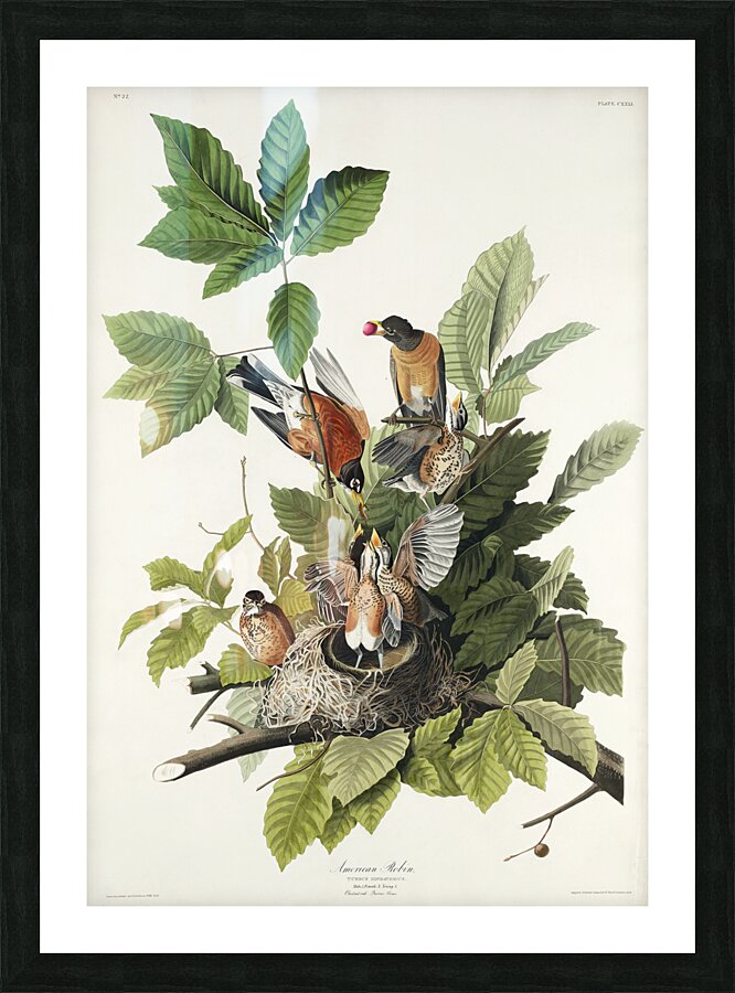 American Robin Picture Frame print