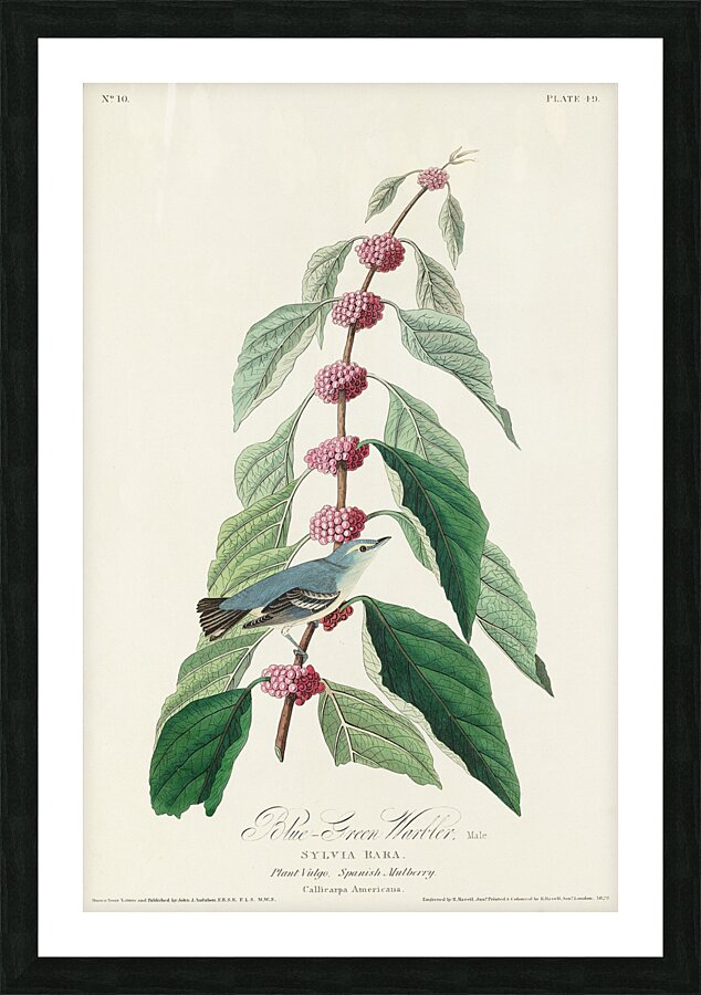 Blue-green Warbler Picture Frame print