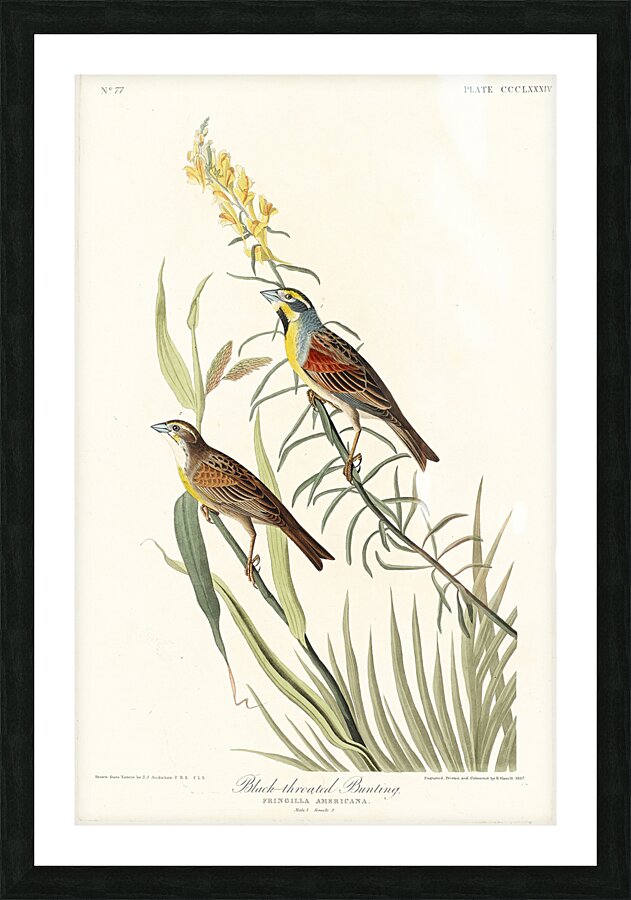 Black-Throated Bunting Picture Frame print