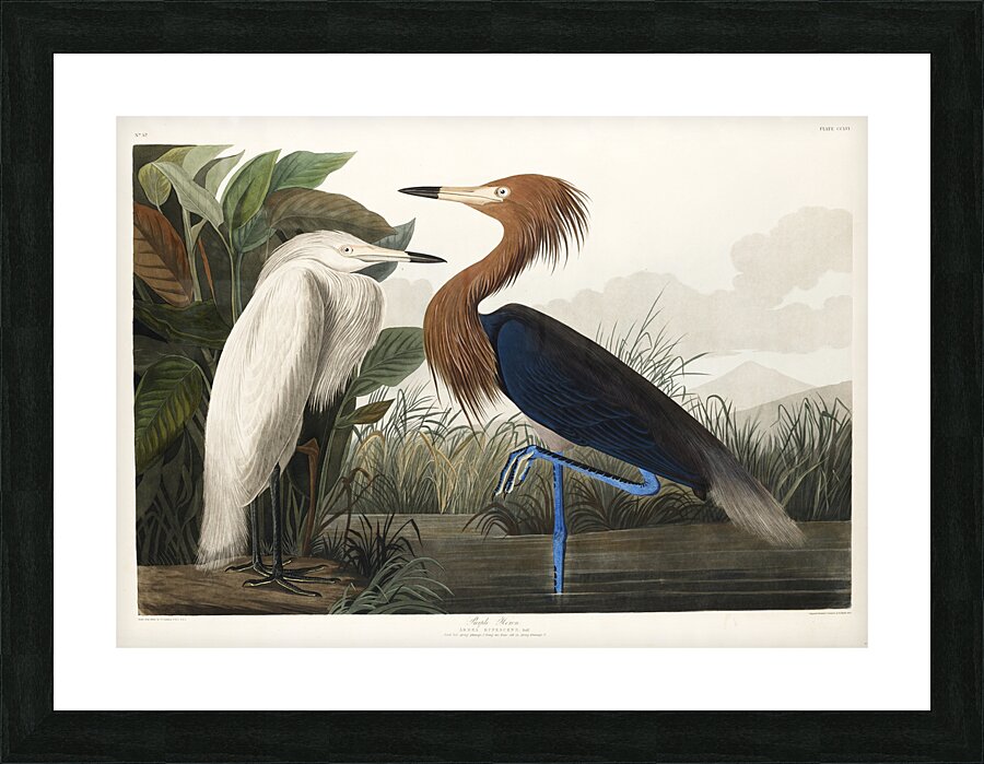 Purple Heron Picture Frame print