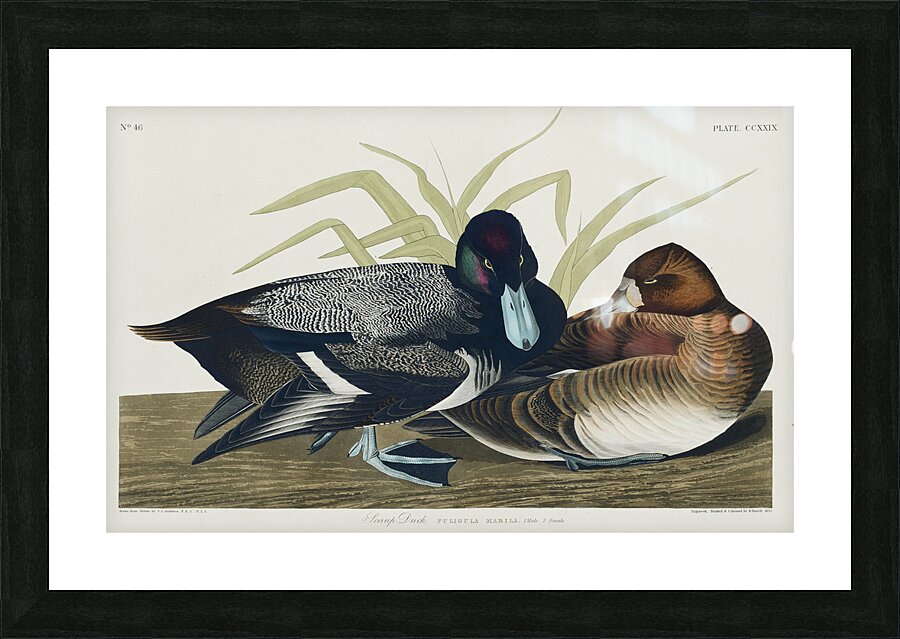 Scaup Duck Picture Frame print