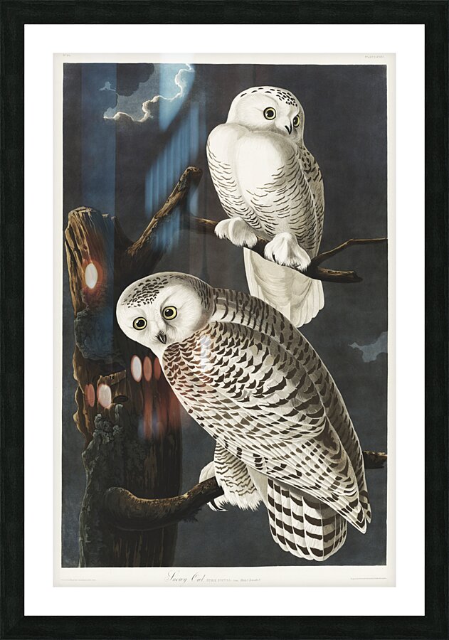 Snowy Owl Picture Frame print