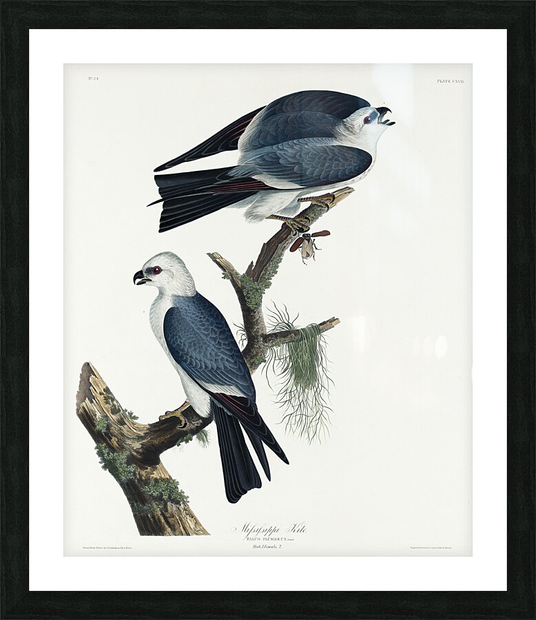 Mississippi Kite Picture Frame print