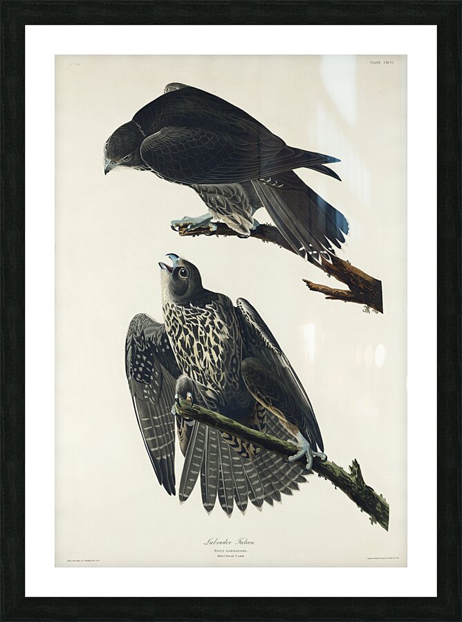 Labrador Falcon Picture Frame print