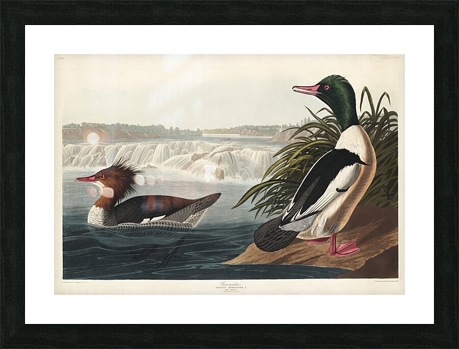 Goosander Picture Frame print