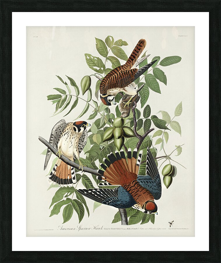 American Sparrow Hawk Picture Frame print