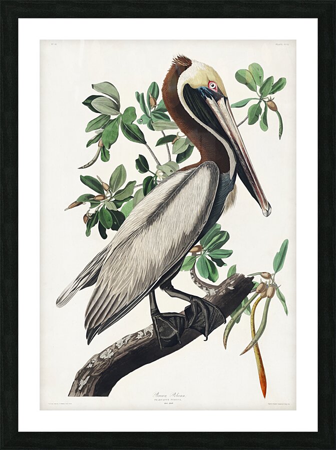Brown Pelican Picture Frame print