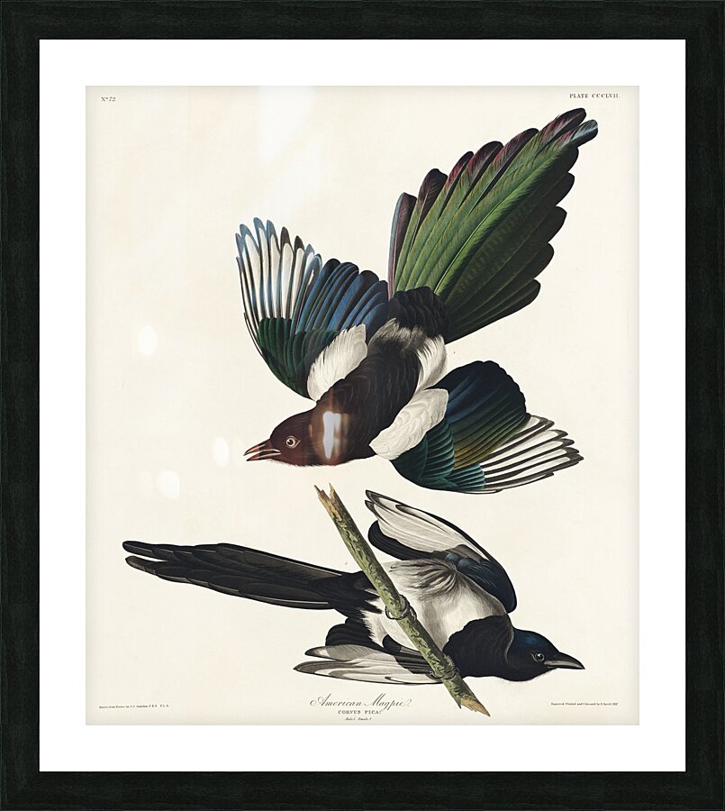 American Magpie Picture Frame print