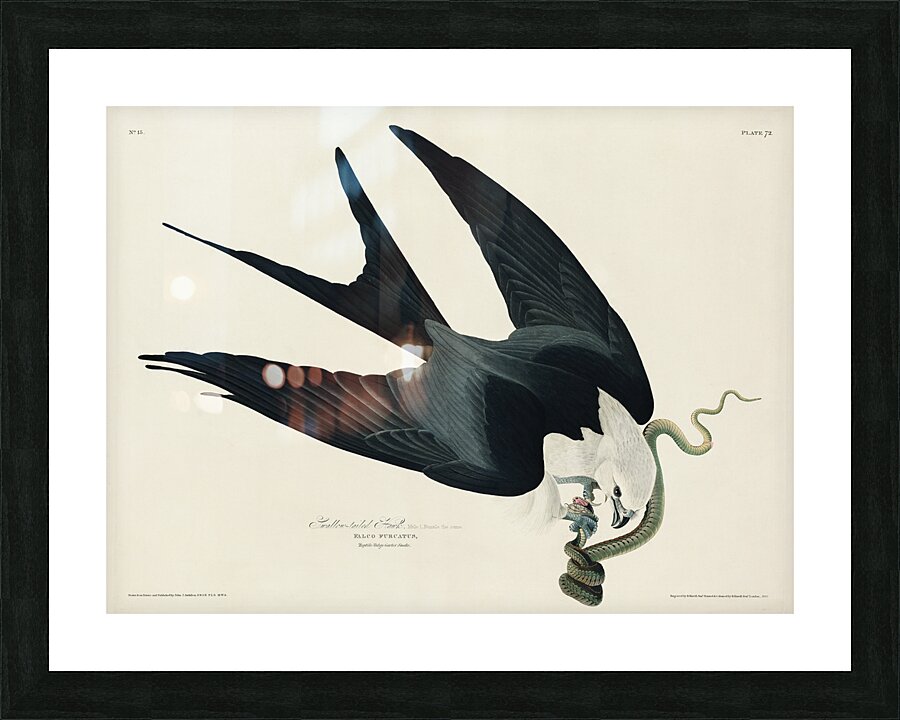 American Magpie Picture Frame print