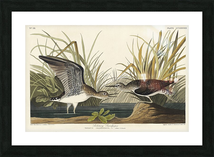 Solitary Sandpiper Picture Frame print