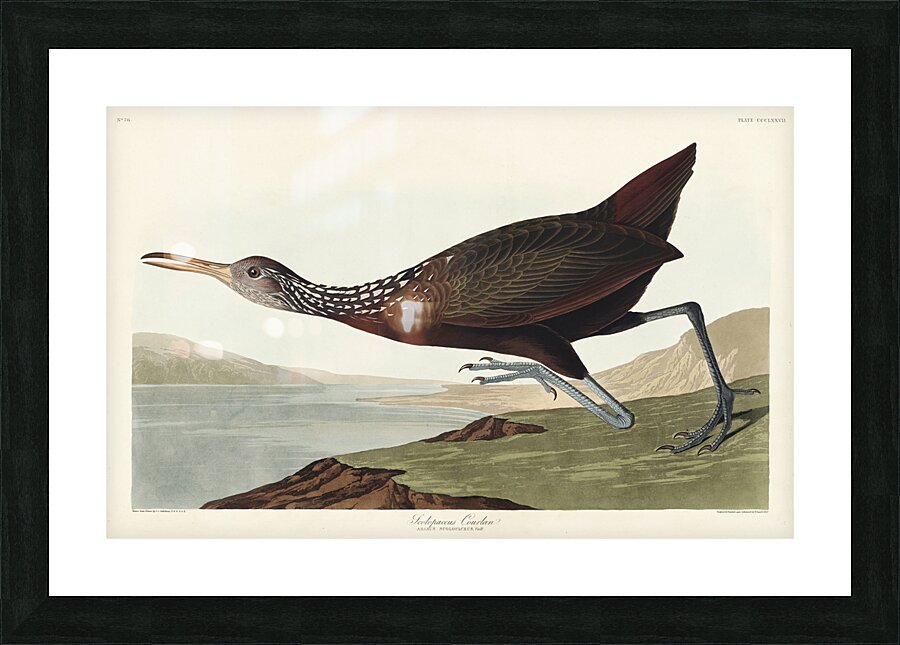 Scolopaceus Courlan Picture Frame print