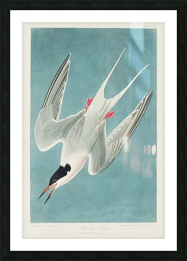 Roseate Tern Picture Frame print