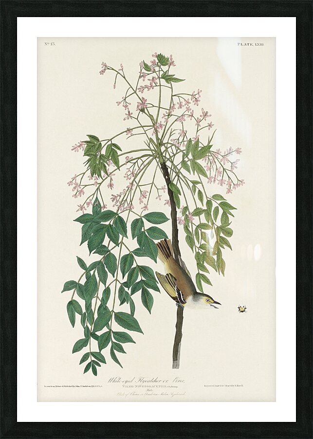 White-eyed Flycatcher or Vireo Picture Frame print