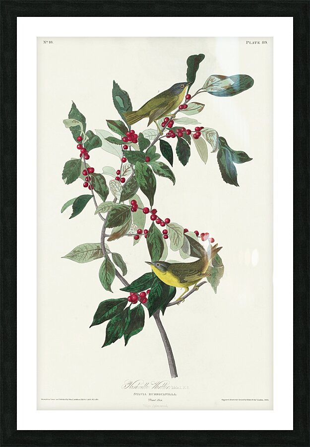 Nashville Warbler Picture Frame print