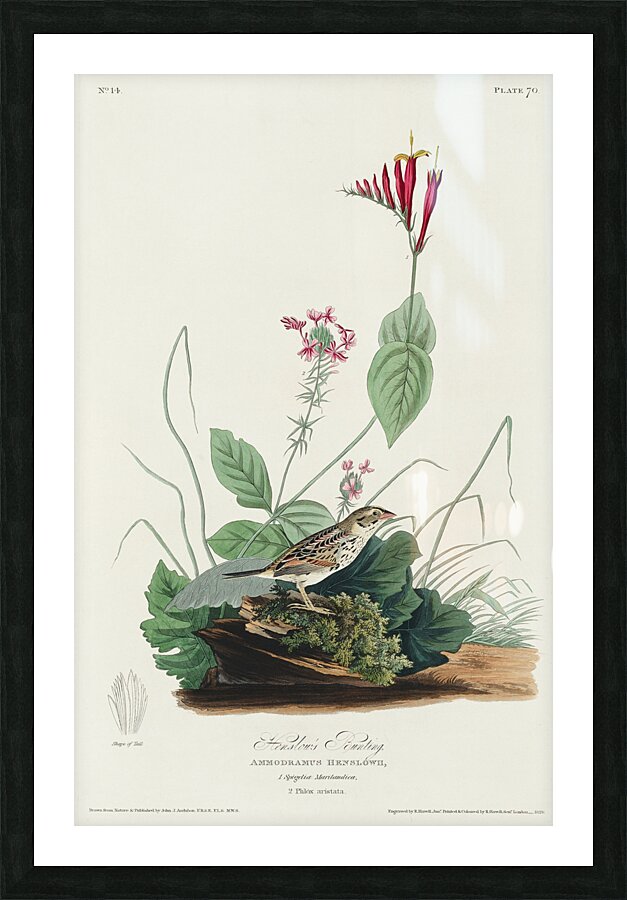 Henslows Bunting Picture Frame print