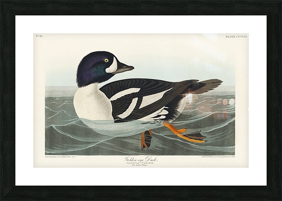 Henslows Bunting Picture Frame print