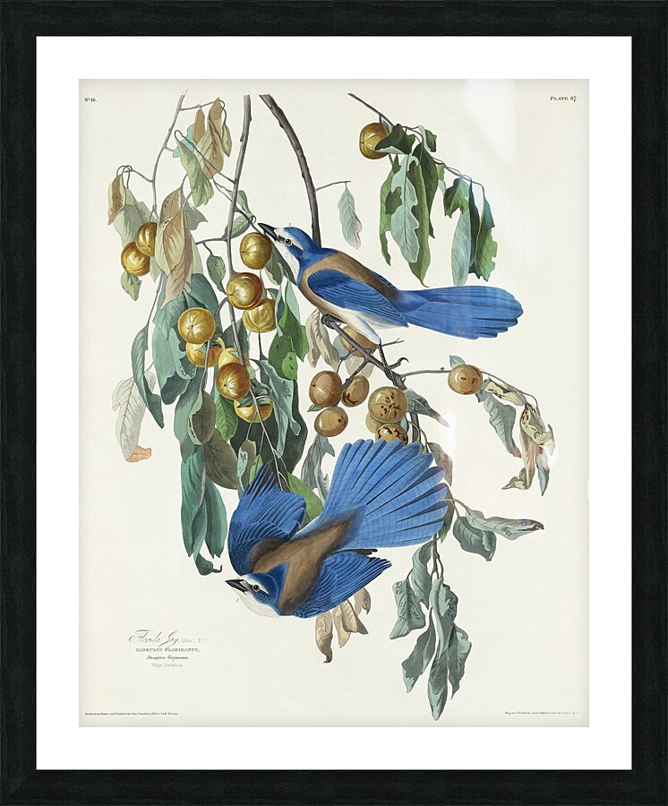 Florida Jay Picture Frame print