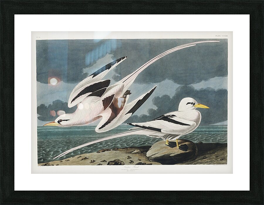 Tropic Bird Picture Frame print