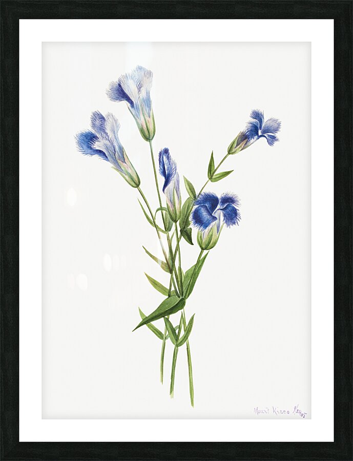 Fringed Gentian Gentiana crinita 1905 Picture Frame print