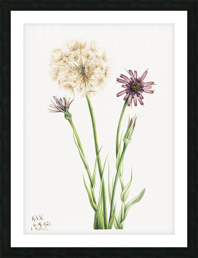 Salsify Tragopogon porrifolius 1921 Picture Frame print