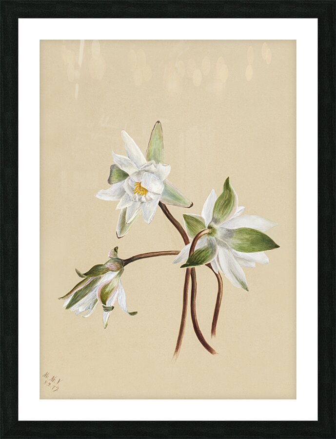 Water Lilies Castalia odorata 1879 Picture Frame print