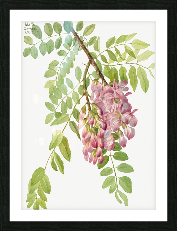 New Mexican Locust Robinia neomexicana 1938 Picture Frame print
