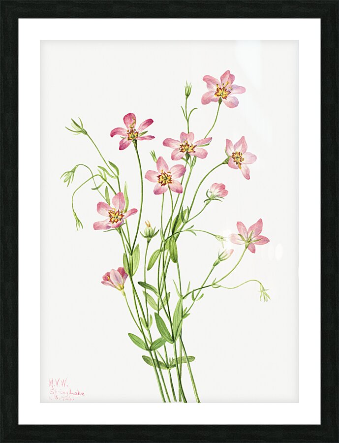 Saltmarsh Rosegentian Sabbatia stellaris 1926 Picture Frame print