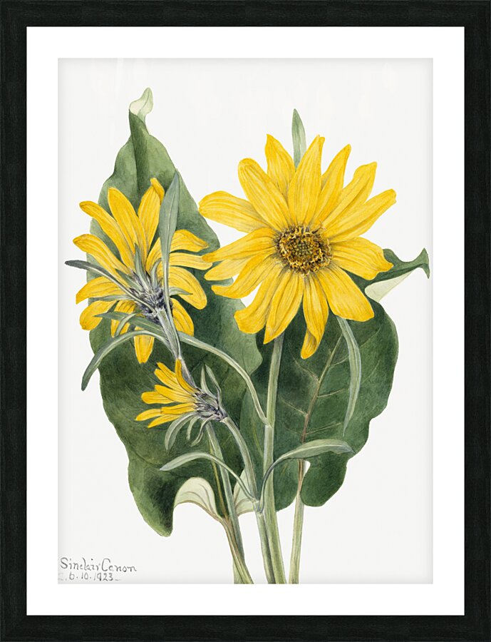 Balsamroot Balsamorhiza sagittata 1923 Picture Frame print
