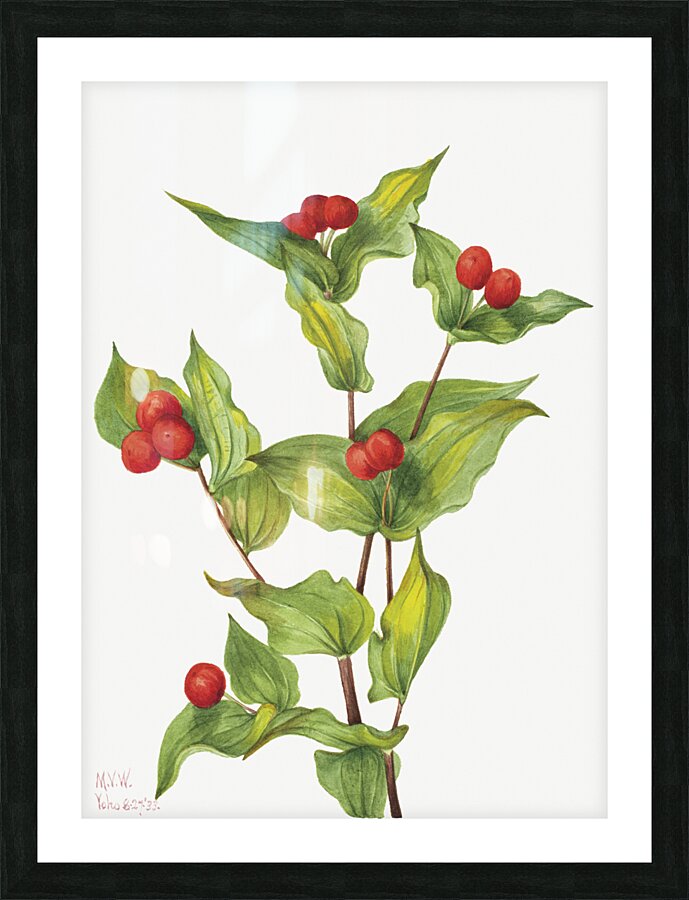 Fairy–bells Disporum hookeri 1933 Picture Frame print