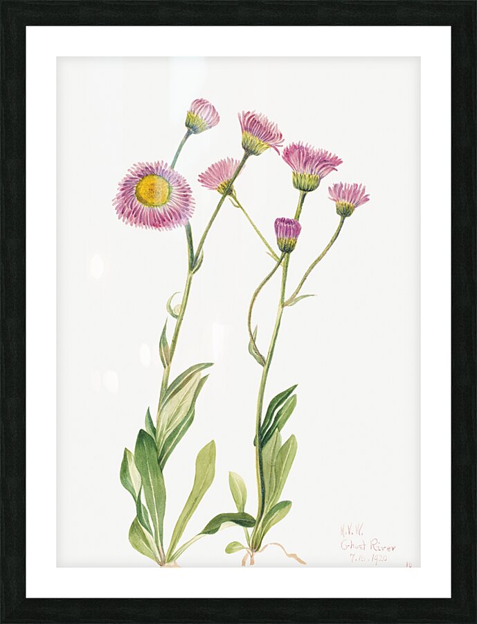 Meadow Fleabane Erigeron speciosus 1920 Picture Frame print