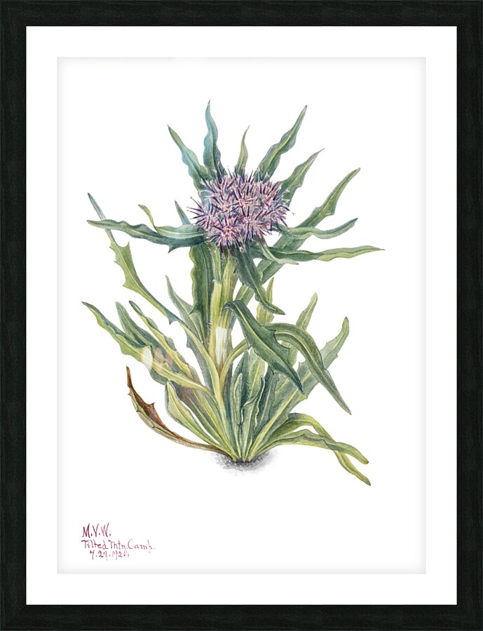 Saussurea Saussurea densa 1925 Picture Frame print